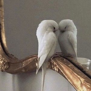 Meet your Posher, Lolly